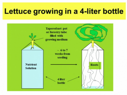 Read more about the article Aeroponics for the Home: Growing Without the Mess of Soil