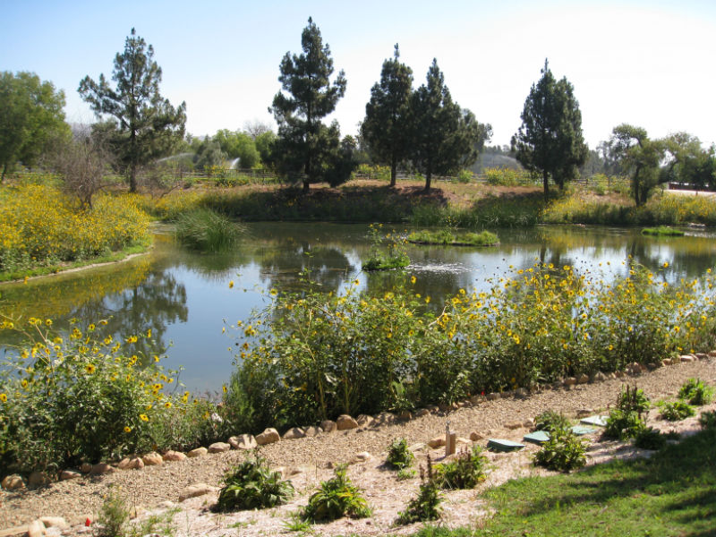 The restored pond is surrounded by sunflowers