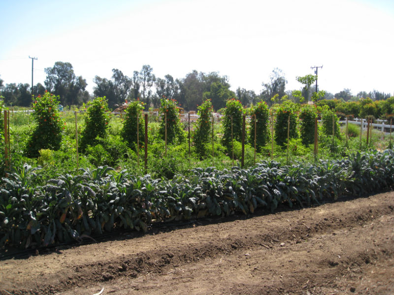 You are currently viewing Field Trip: Apricot Lane Farms