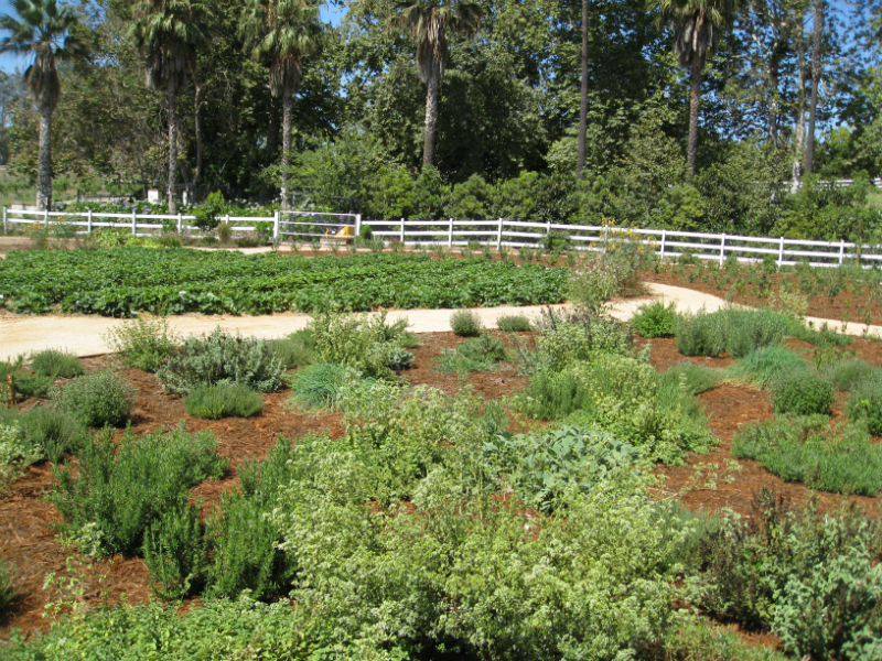 The herb garden keeps bugs distracted and happy, as do other beneficial flower planted around the garden.