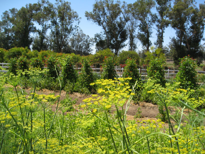 Fennel flowers attract beneficial insects as scarlet runner beans climb towers in the background