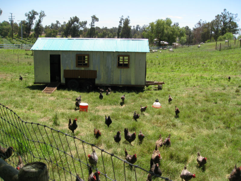 Hen house occupants rush to greet visitors