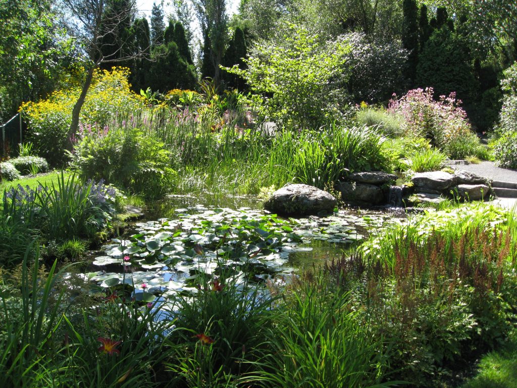 Water plants and lush grasses surround the trickling stream