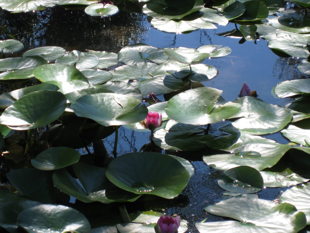 Colorful lotus flowers float on gentle waters