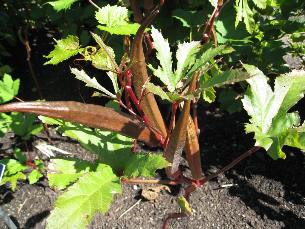 Seeing a hot climate crop in cool Quebec was surprising