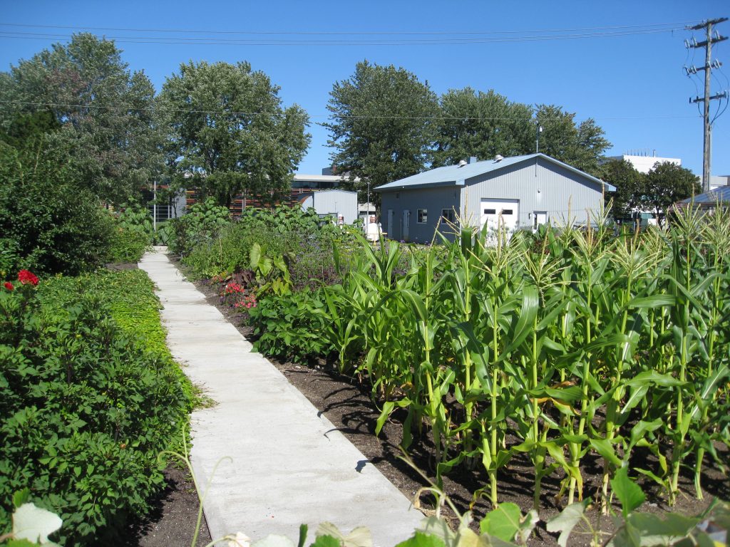 Corn, grapes, kale and tomatoes were among the regulars found in the garden.