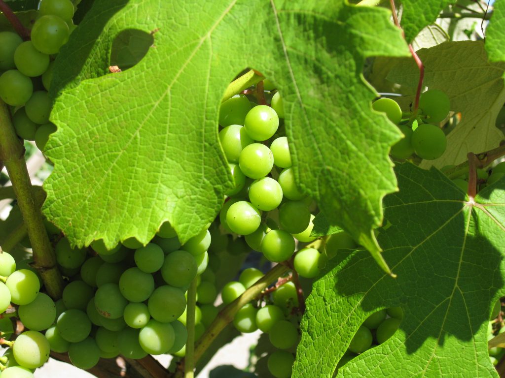 Picture perfect grapes on a vine