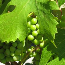 Ask Gardenerd: Mildew on Grapes