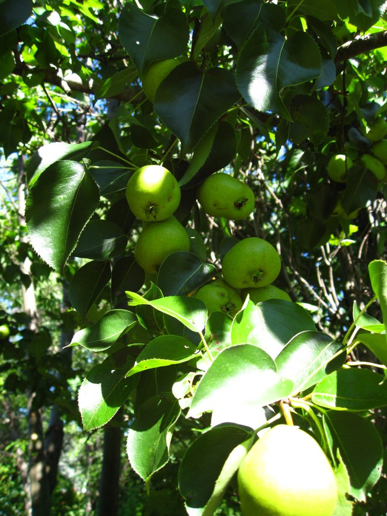 Pears weighed down each branch