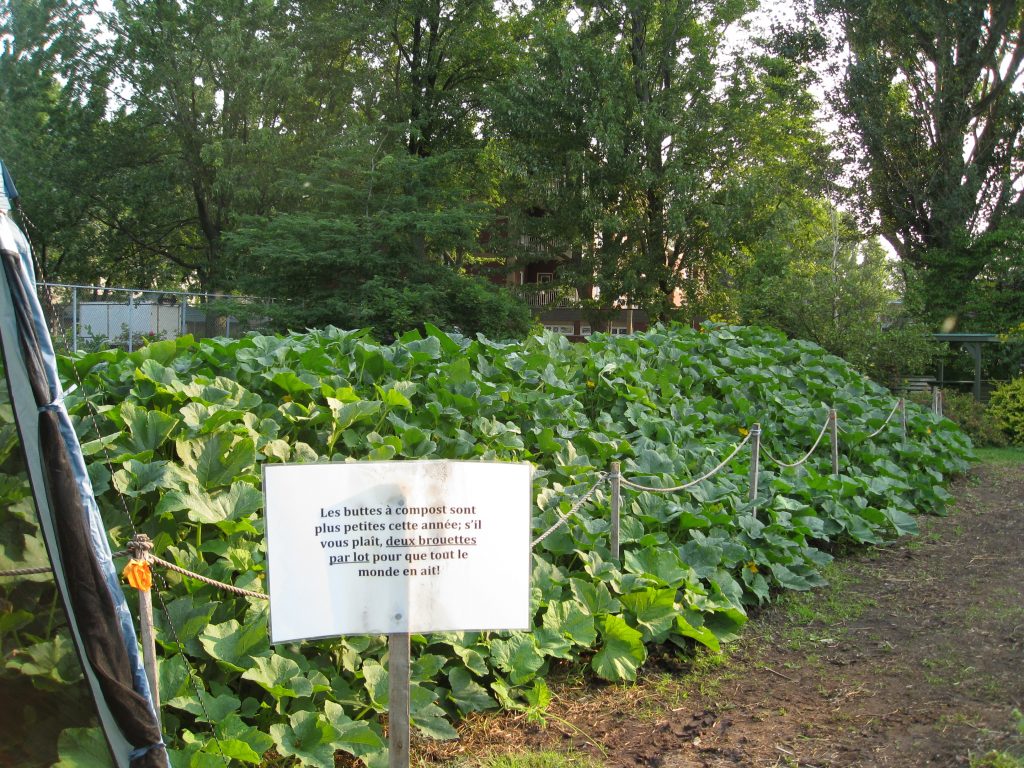 Yes, it's a compost pile, but it's also a volunteer squash bed.