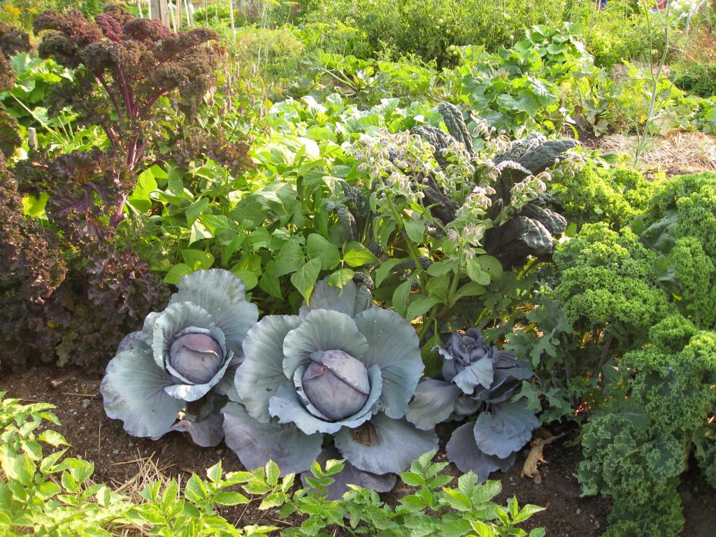 cabbage borage kale