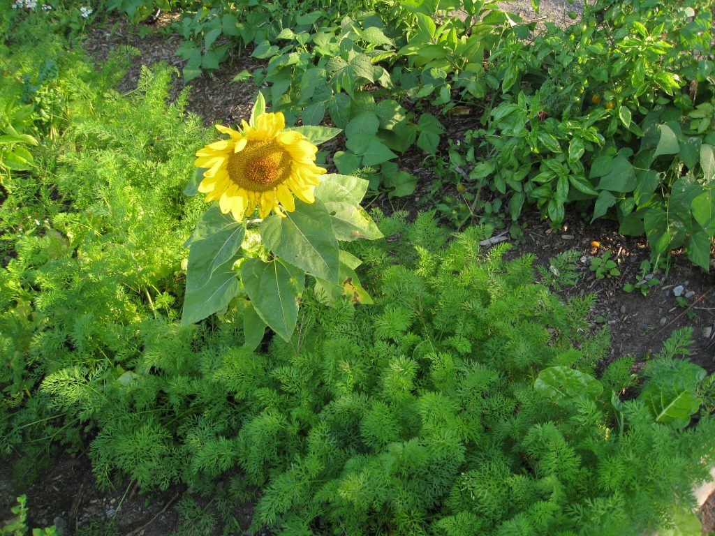 Carrot tops make a great backdrop for sunflowers