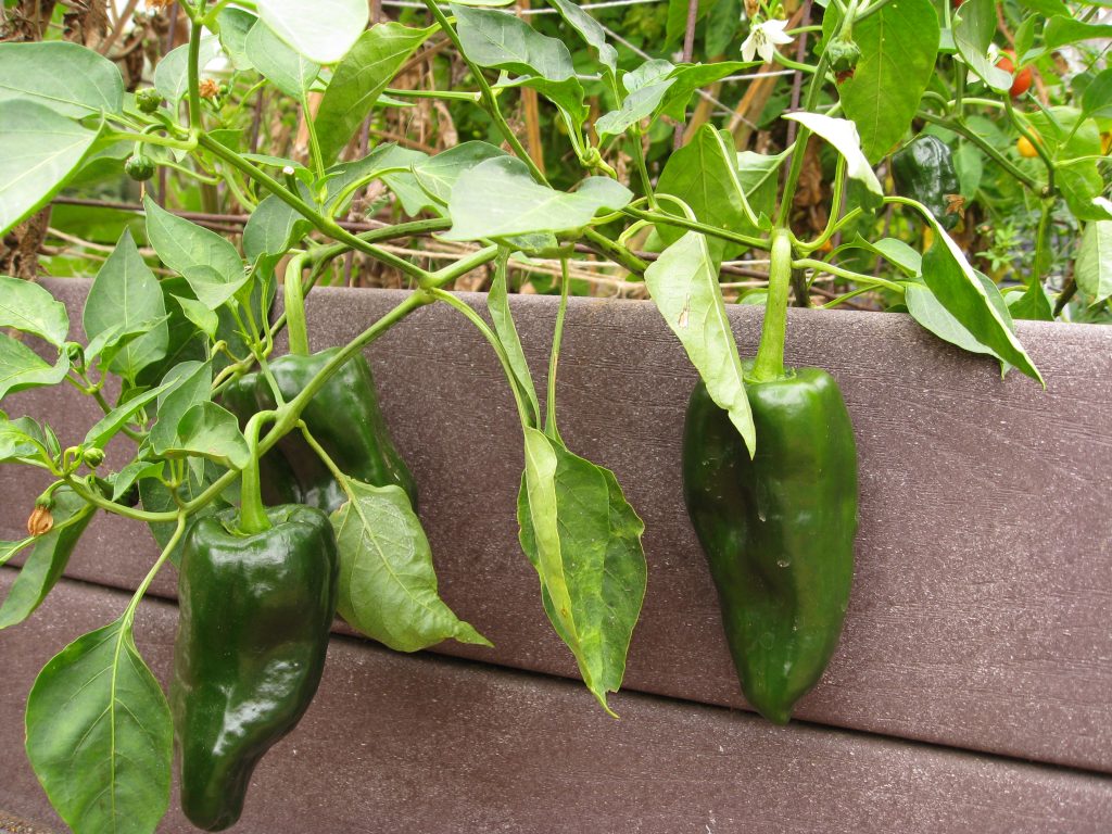 Big poblano peppers weighing down the plant