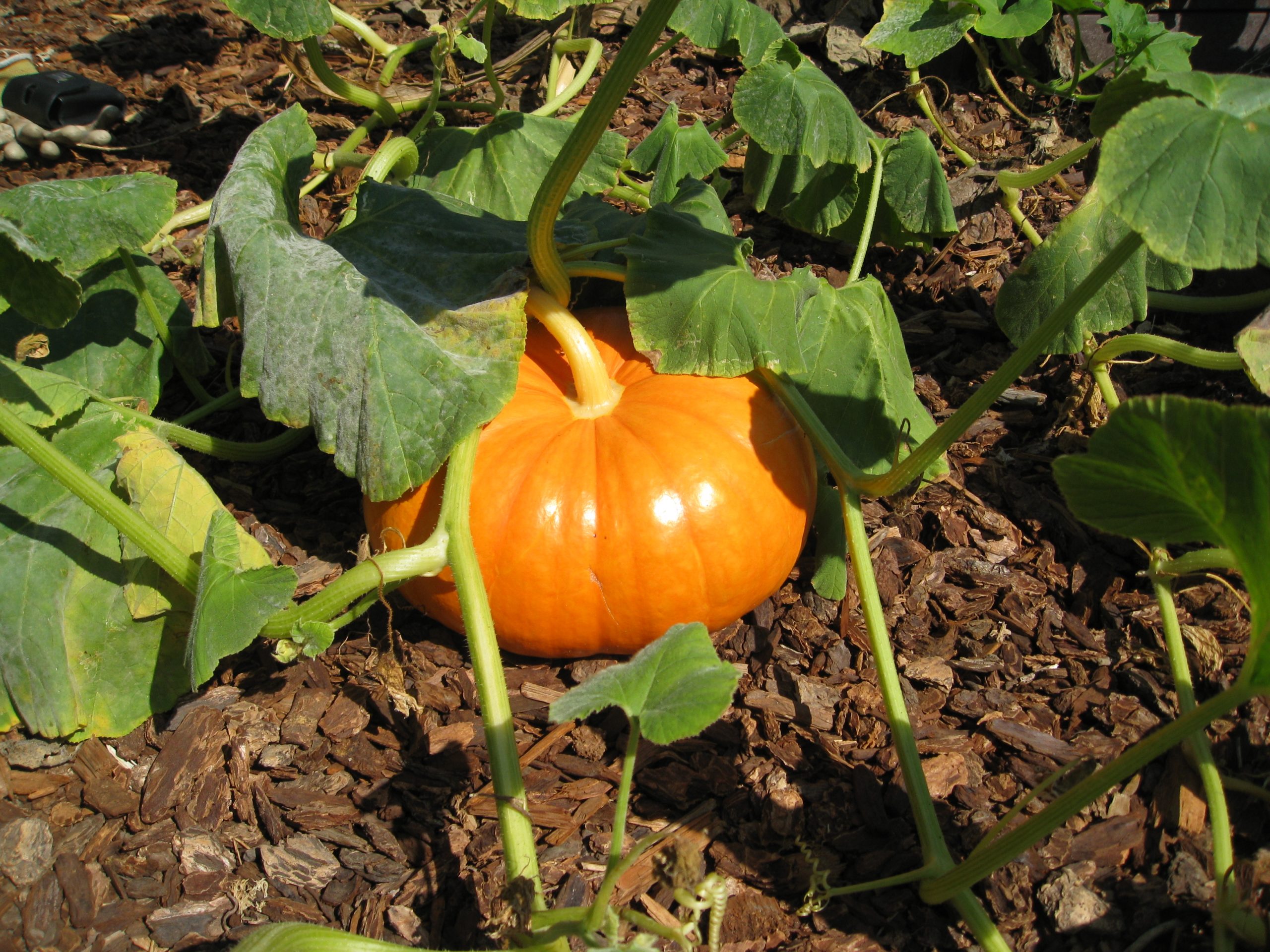 Read more about the article When Life Gives You Destruction: The Pumpkin Massacre