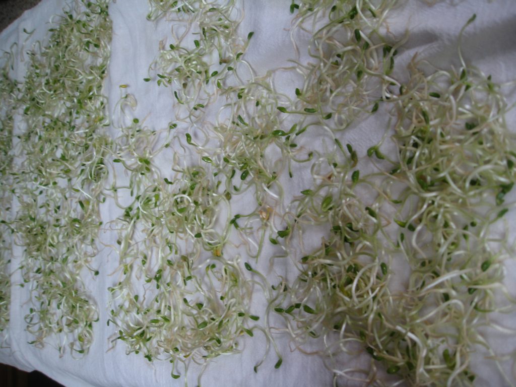 Sprouts drying on a towel