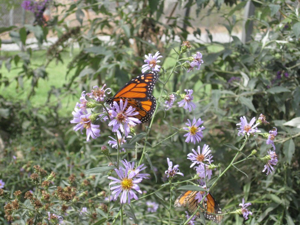 monarch butterfly