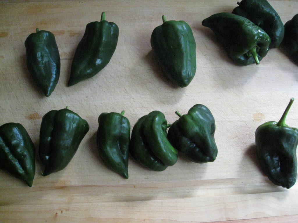 An abundance of poblanos