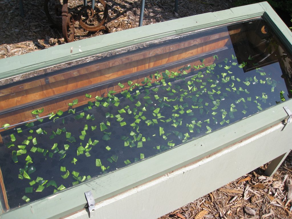 Dehydrating peppers in the solar food dryer