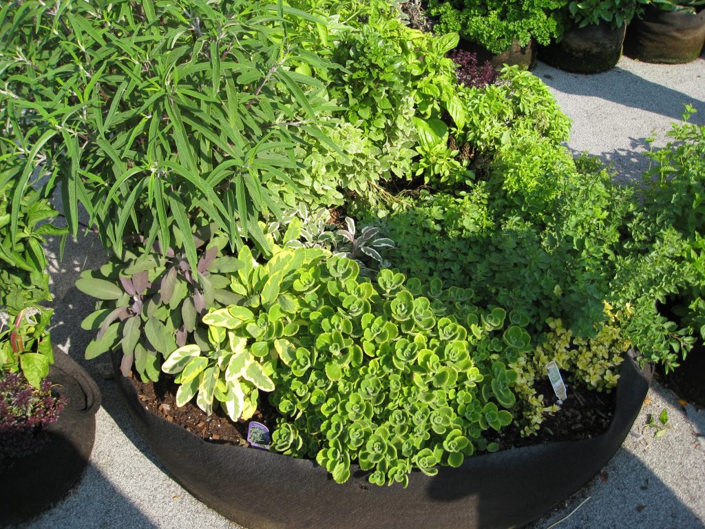 An oversized pot holds a bounty of herbs