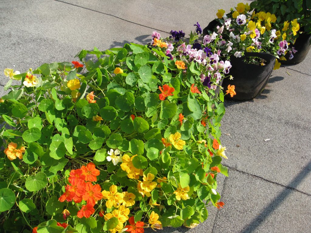 Nasturtiums and other flowers brightened up the urban setting. 