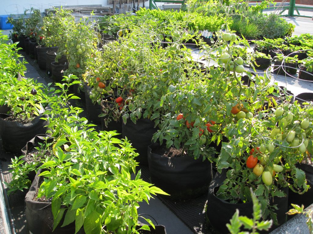 Tomatoes, eggplant, peppers and more were going strong in the garden. 