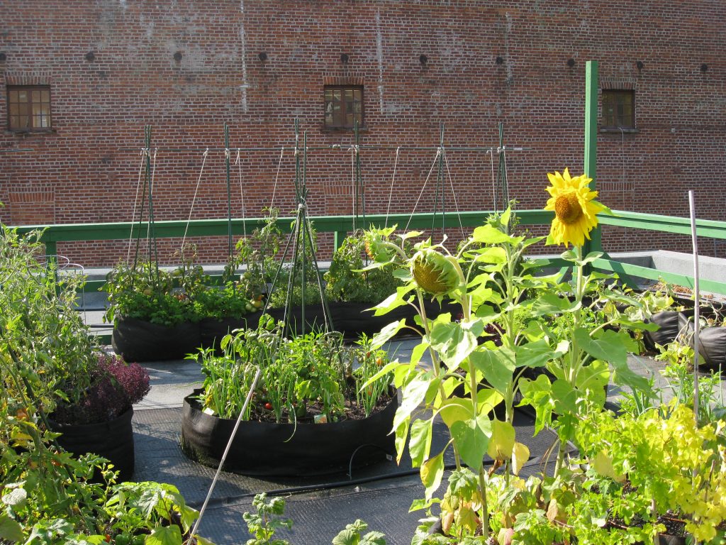 Sunflowers against the brick wall says it all. 