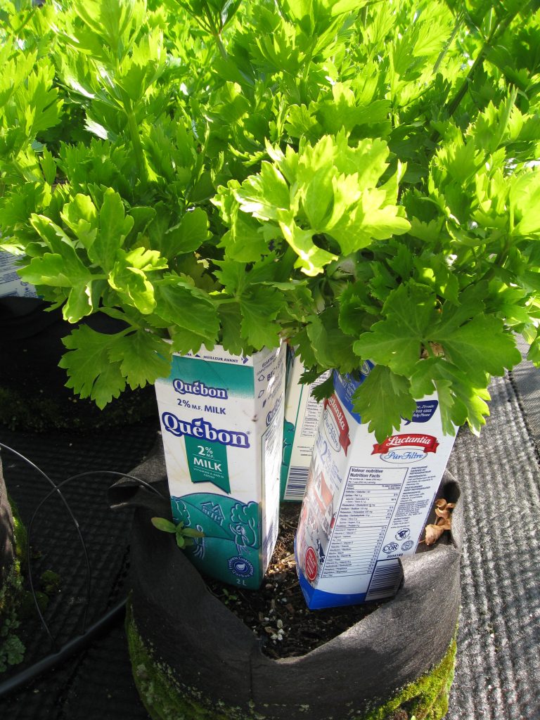 Blanching celery with milk cartons