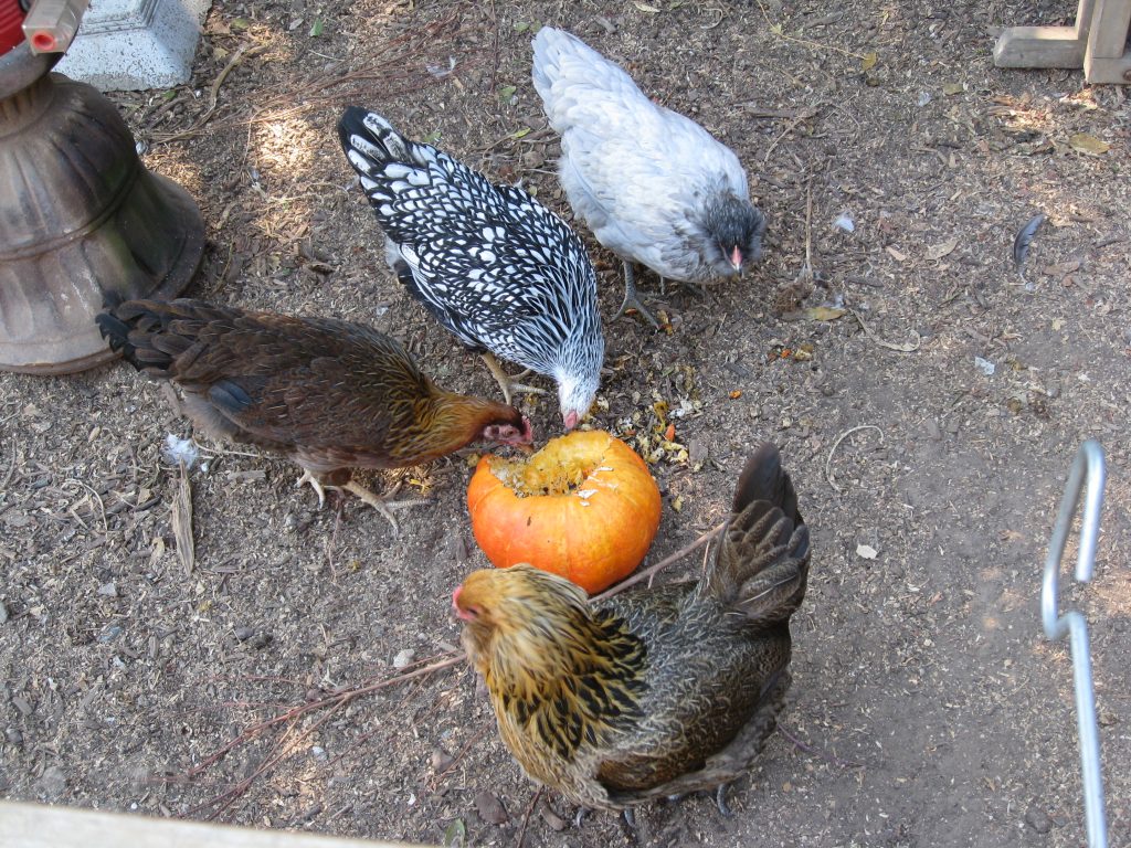 Pumpkin is a great snack for chickens, and the seeds help prevent worms. 