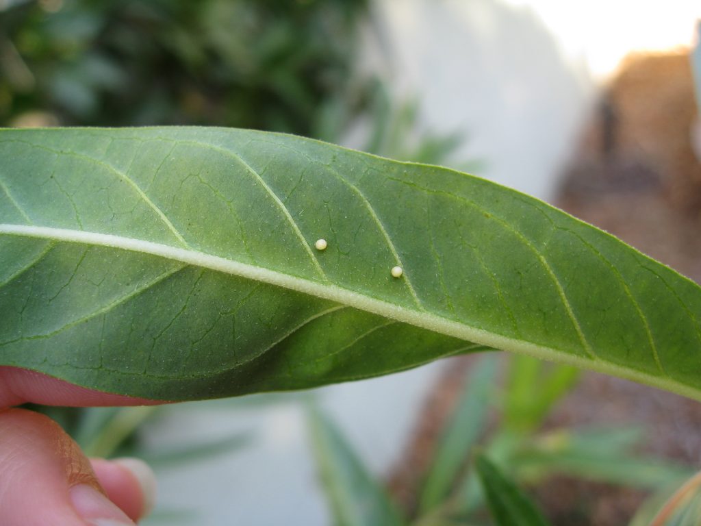 Tiny eggs on the undersides of milkweed leaves