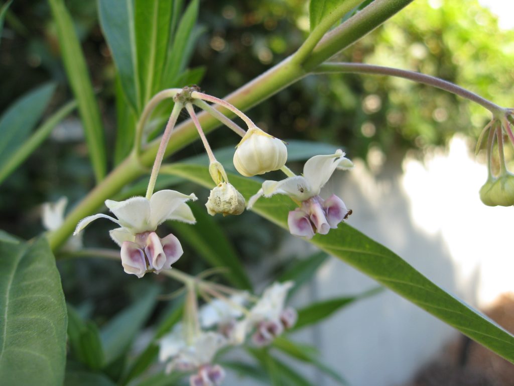 milkweed flowers