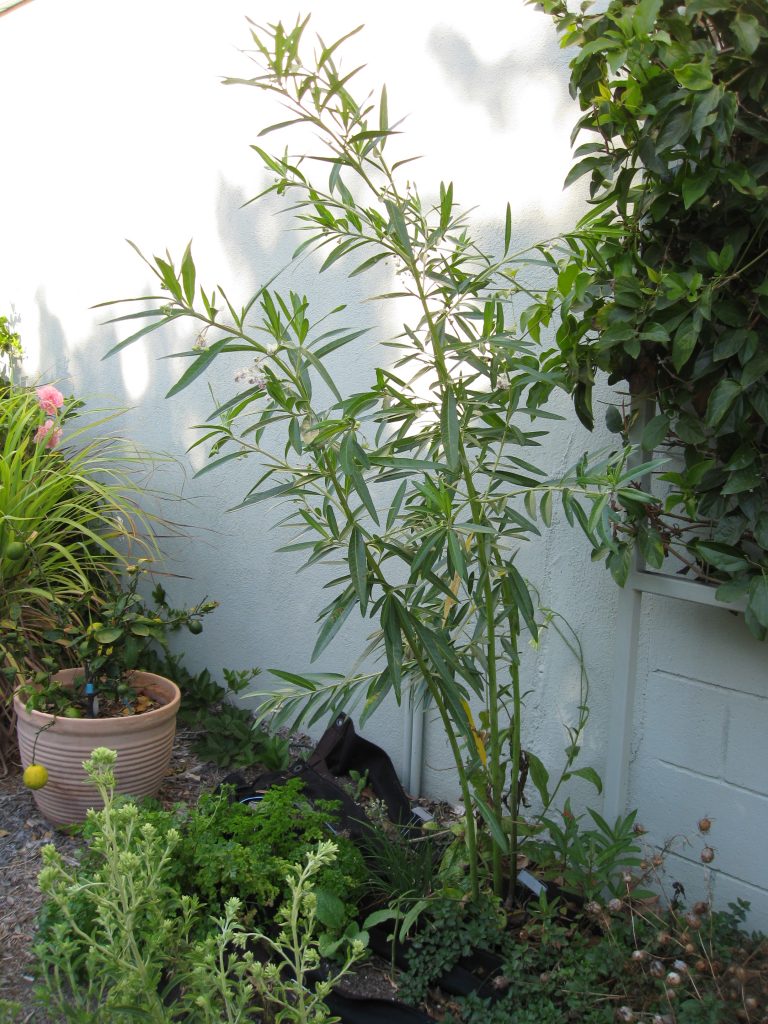 Milkweed stands about 6 feet tall