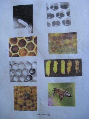 Read more about the article Biodynamic Beekeeping with Michael Thiele