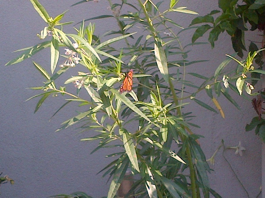 Monarch on a happy milkweed plant