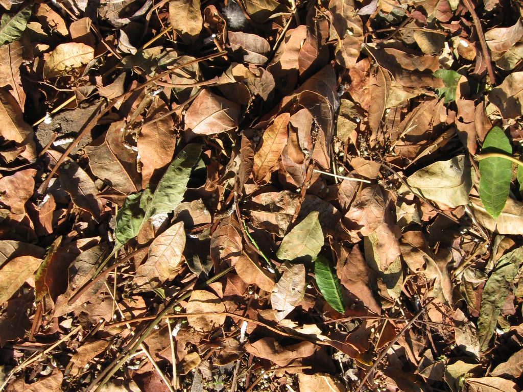 Dried tree leaves make good compost material