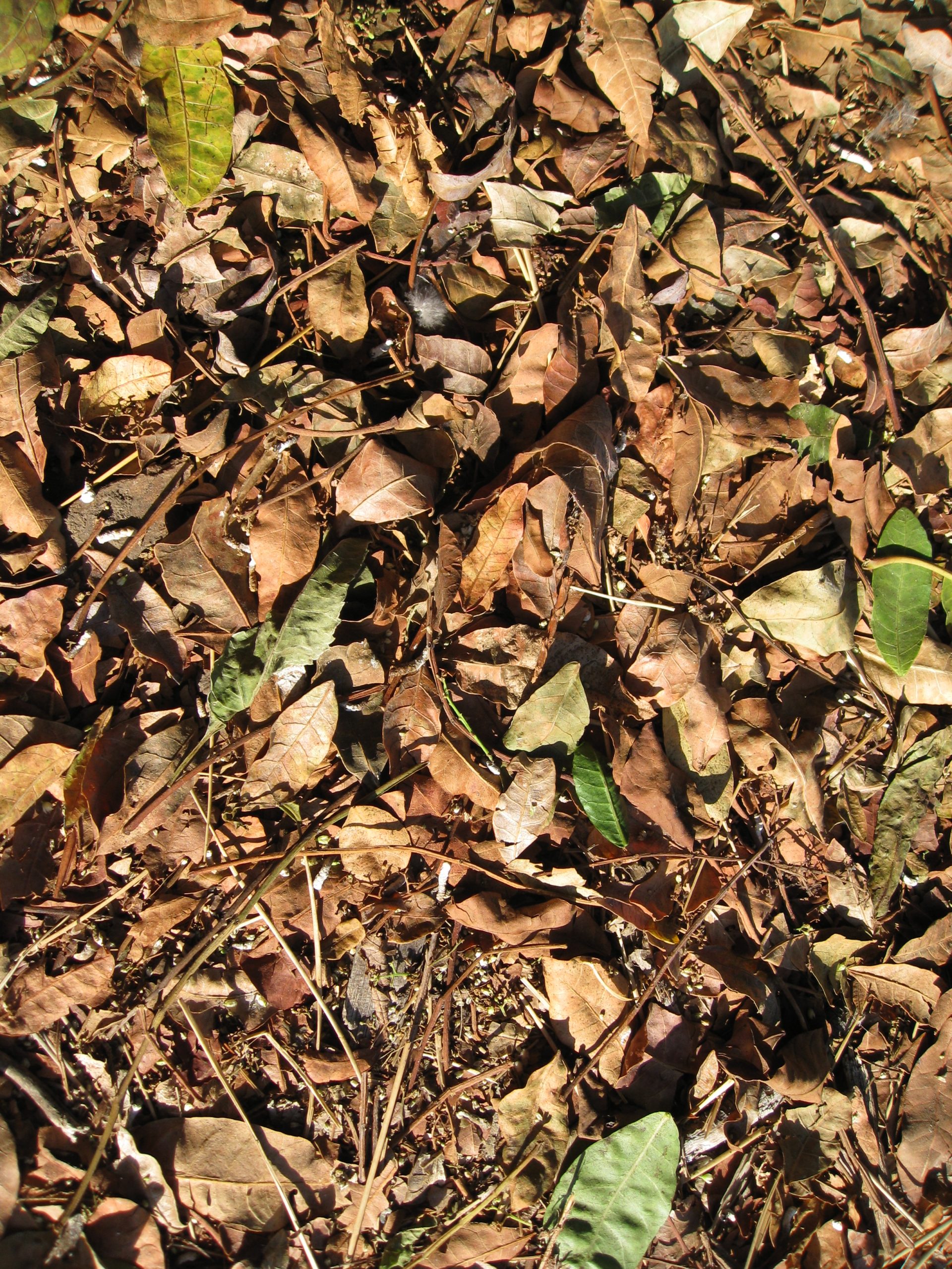 Read more about the article Ask Gardenerd: Leaves for Compost?