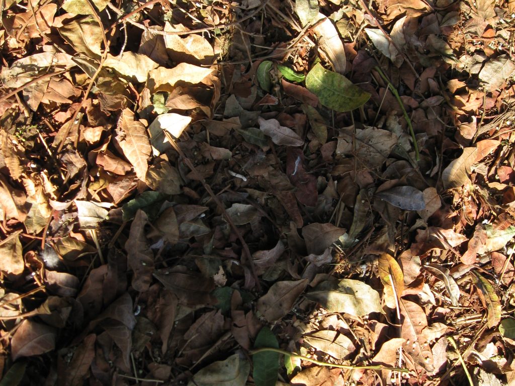 A cameo appearance by Mittens in the leaf mulch