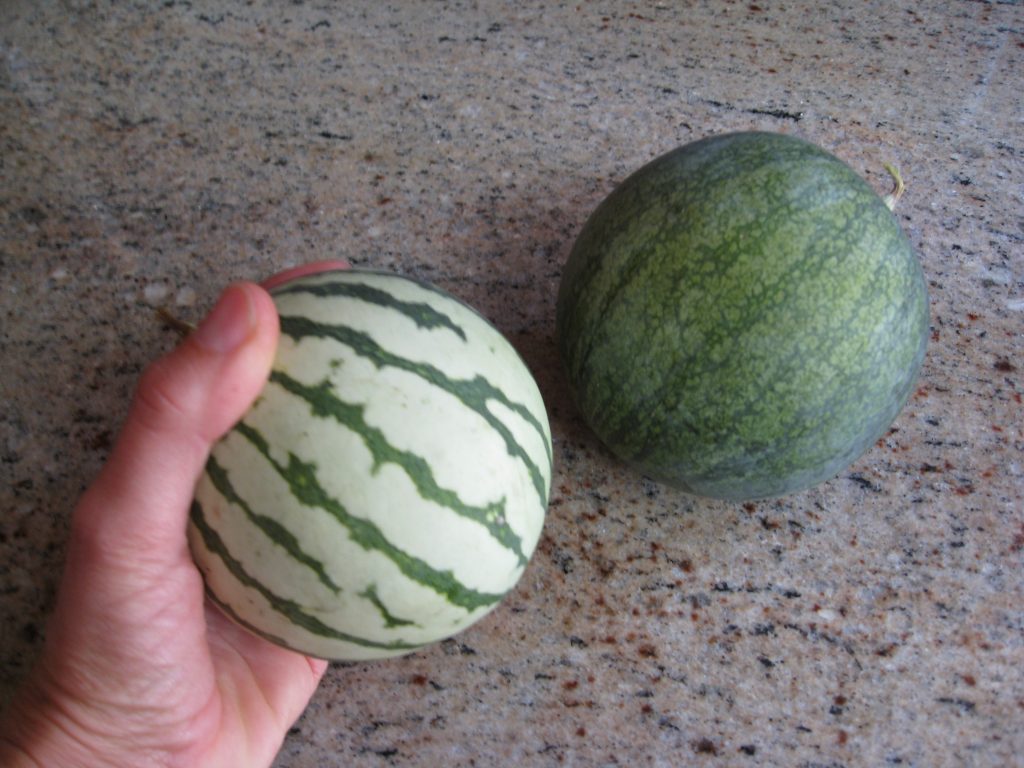 Really, really baby watermelons