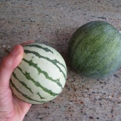 The World’s Smallest Watermelon