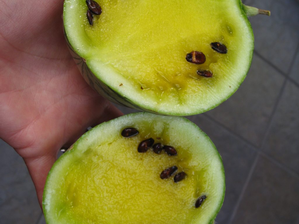 Bright yellow flesh redeems this tiny watermelon