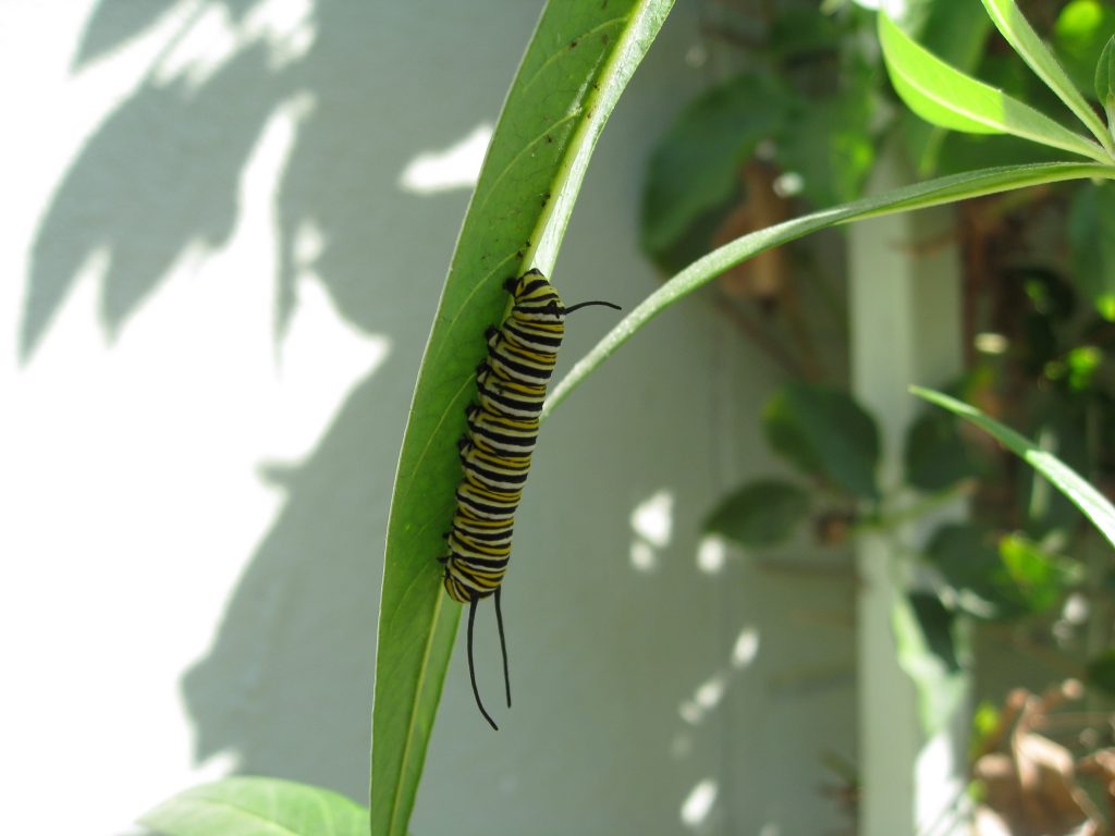 Evidence of life in our milkweed habitat