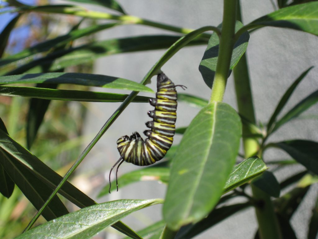 A Monarch caterpillar prepares for cocooning 