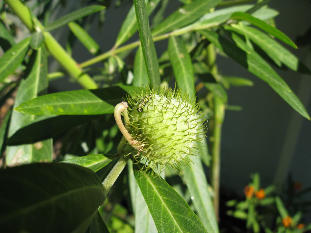 Flowers form into balloon shaped "hairy balls" 