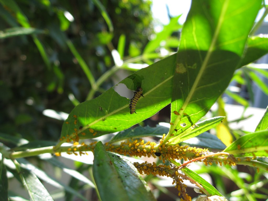 Caterpillars aren't the only critters enjoying a meal.