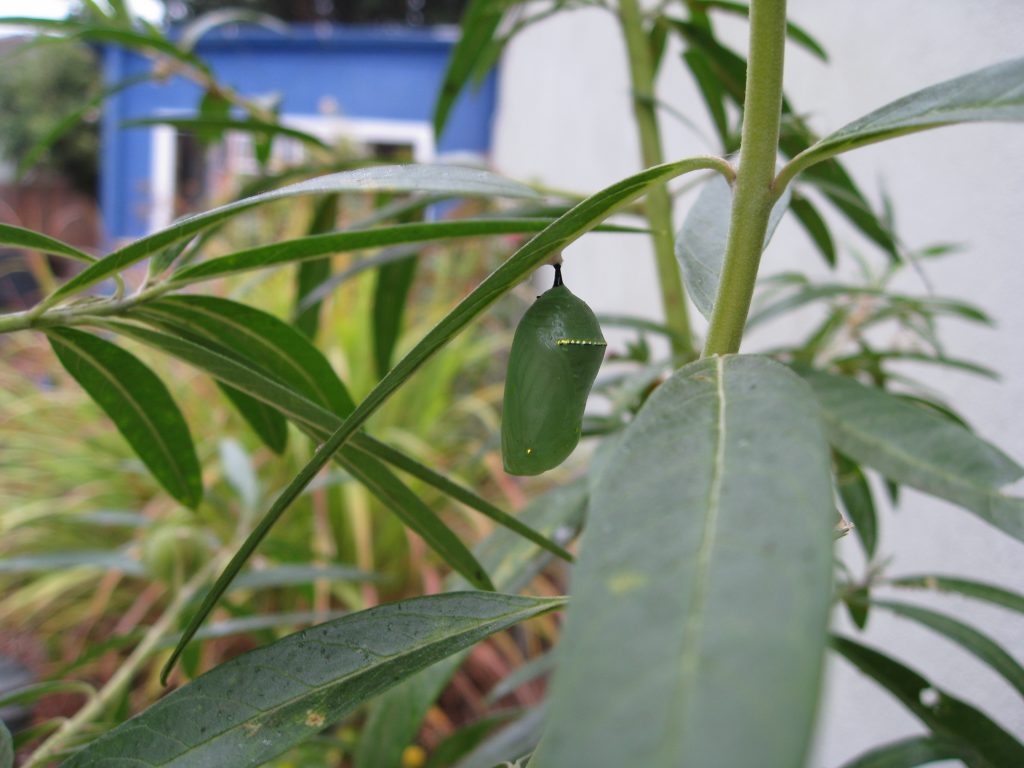 Hidden well amongst the leaves, the monarch's cocoon hangs delicately. 