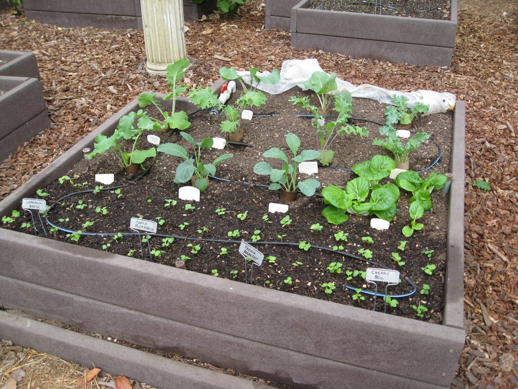 We're most excited about our kale bed.