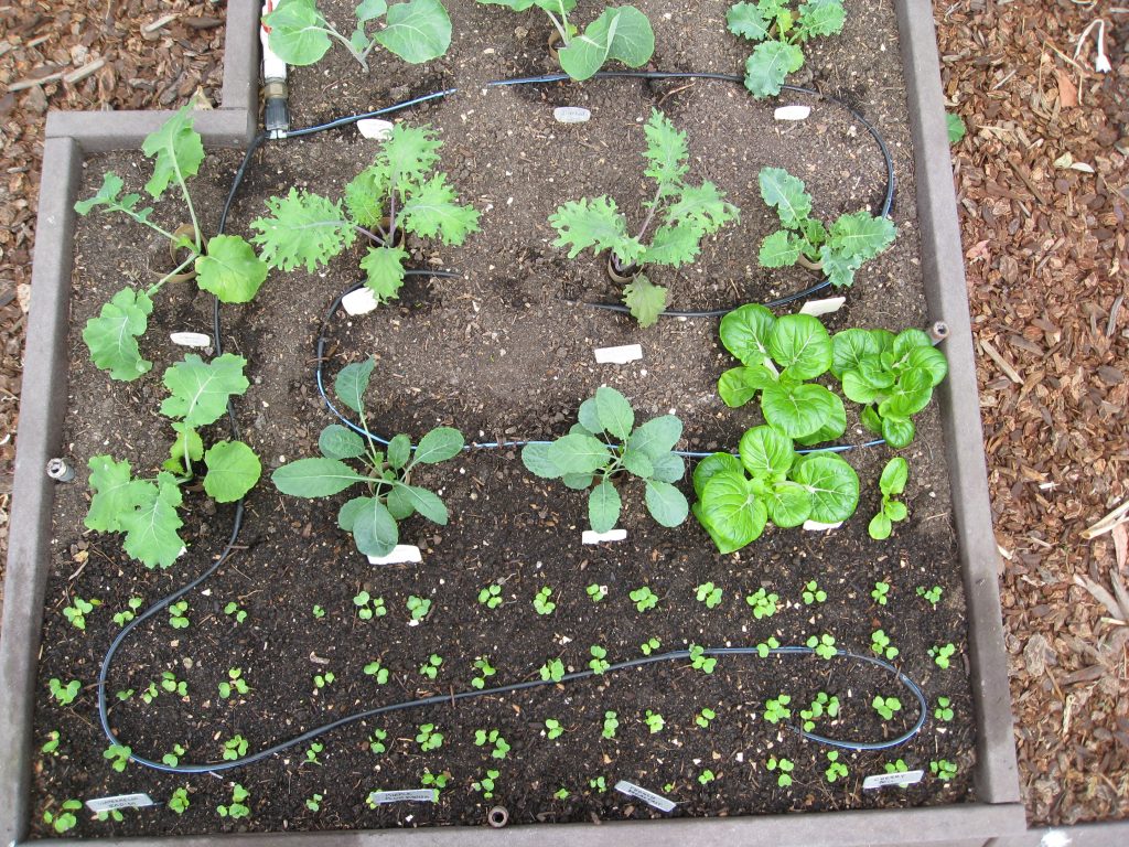 Radishes and kale planted in Square Foot Gardening fashion