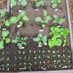 Fall Gardening in Progress