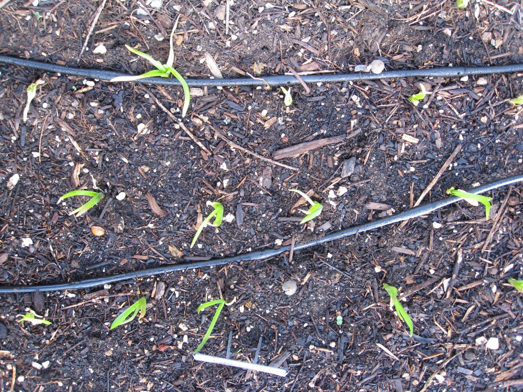 Garlic planted in hexagonal rows on 5" centers