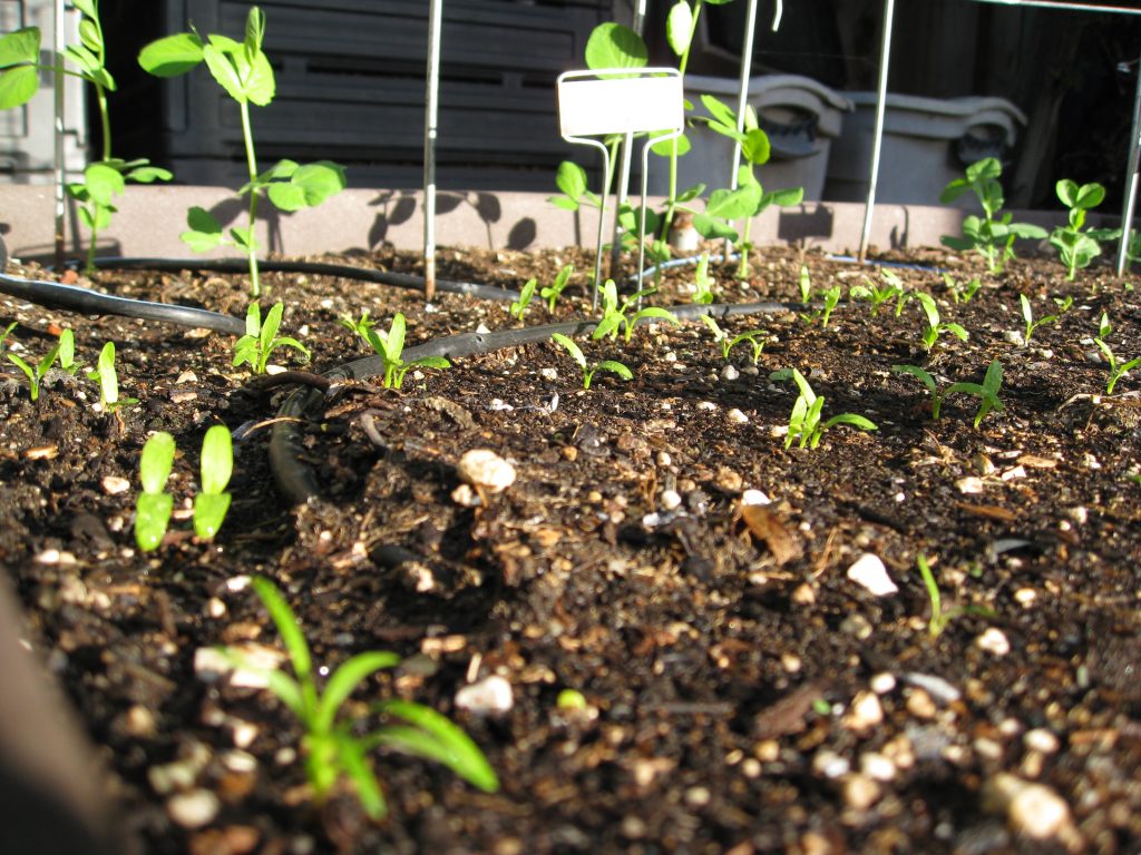 Parsnips, carrots and peas get started