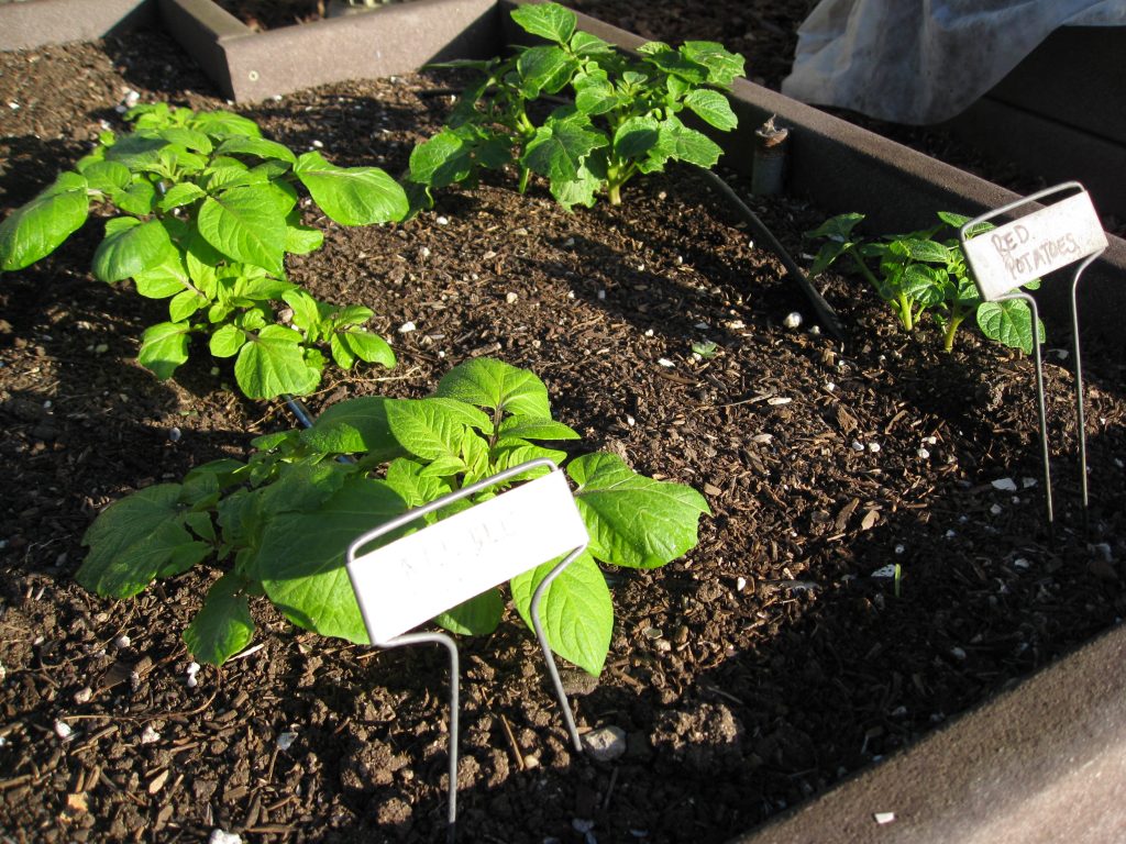 4 kinds (and colors) of potatoes get their start.